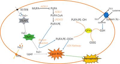 Recent advances in ferroptosis and therapeutic strategies for glioblastoma